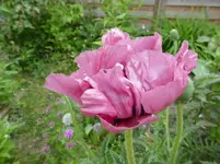 P1090011.webp