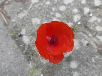 P1090061.webp