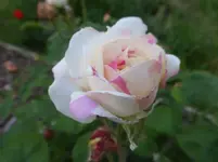 P1090080.webp