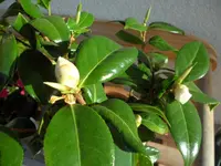 SAM_4090.webp