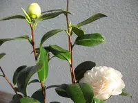 SAM_4092.webp