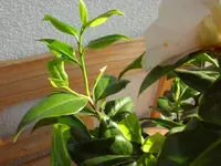 SAM_4091.webp