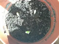 garten_melonen1.webp