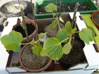garten_melonen5.webp