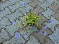 CIMG5927.webp