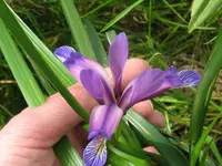 pflaumeniris_1024x768.webp