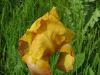 rustic cedar_1024x768.webp