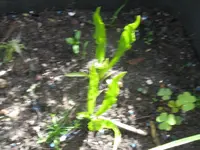 hacksaw_1024x768.webp