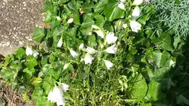 glockenblume weiss.webp