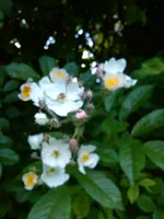 dieses Bienen 22.05.2014 017.webp