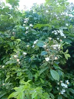 dieses Bienen 22.05.2014 019.webp