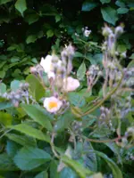 dieses Bienen 22.05.2014 021.webp