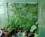 Folienhaus-Tomaten.webp