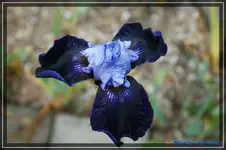 Dangrous Mood 90cm.webp