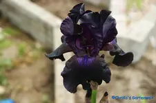 schwarz 95cm.webp