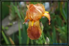 Orangebraun 110cm.webp