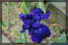 Titan's Glory 95cm.webp