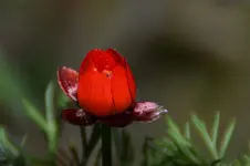 Adonisröschen_0001.webp