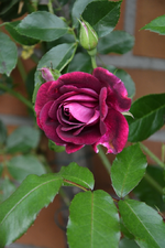 DSC_1471.webp