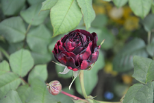 DSC_1472.webp
