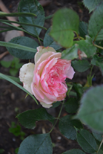 DSC_1473.webp