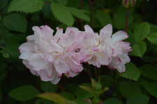 DSC_1474.webp