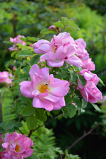 DSC_1479.webp