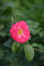 DSC_1480.webp