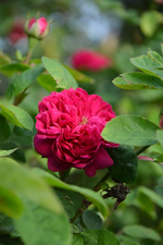 DSC_1481.webp