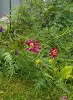 kein_wermut_2.webp