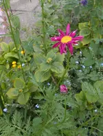 kein_wermut_4.webp