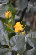 DSC_1482.webp