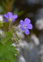 DSC_1450.webp