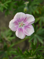 DSC_1475.webp