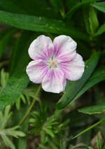 DSC_1476.webp