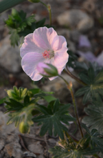DSC_1484.webp