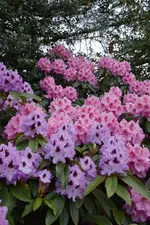 DSC_1440.webp