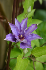 DSC_1452.webp