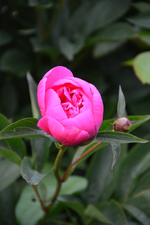 DSC_1485.webp