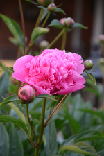 DSC_1486.webp