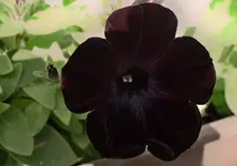 ptnschwrz.webp