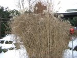 Oma`s Urwald im Schnee 2009 001.jpg