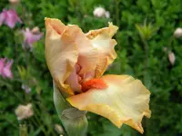 DSCN8145.webp