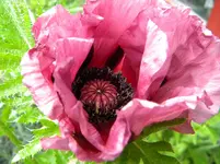 DSCN8153.webp