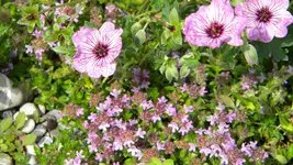 DSCN2950.webp