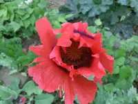 CIMG0571.webp