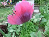CIMG0572.webp