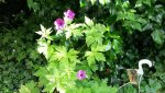 geranium sorte unbekannt.jpg