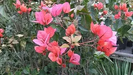 244.webp