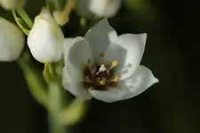 Milchstern 230514.webp